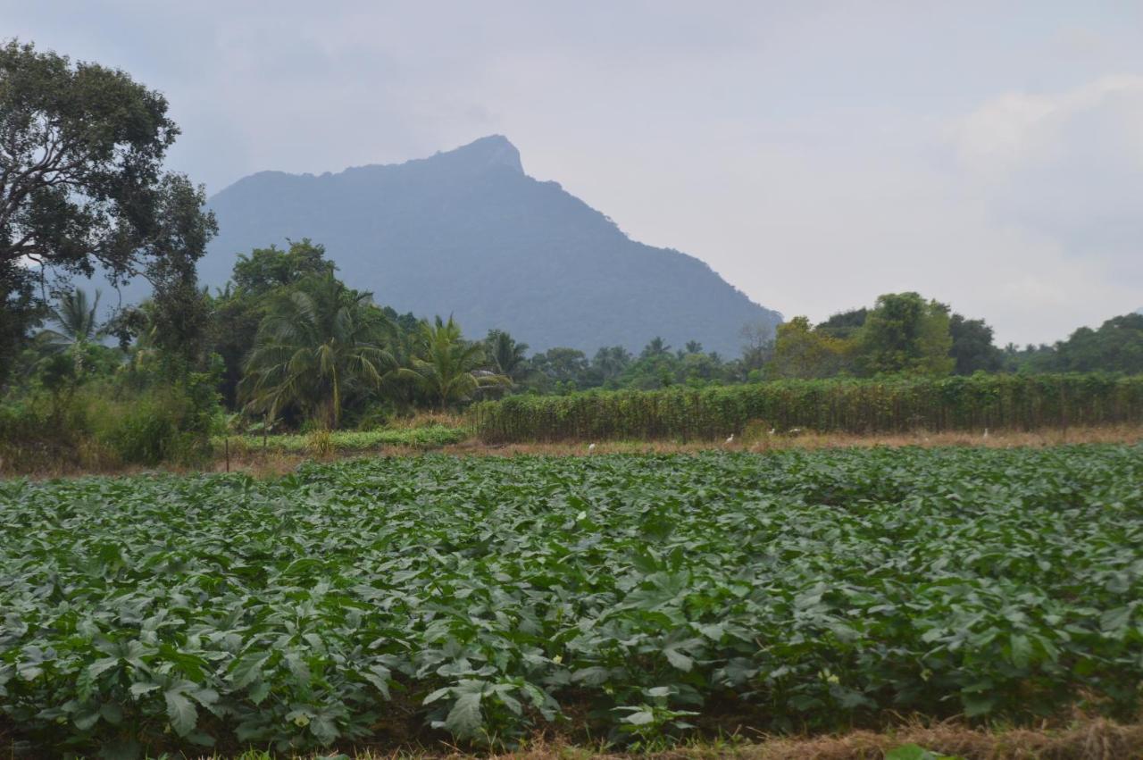 Ridge Boundary View Dambulla Exterior foto